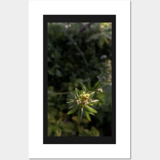 Green wild plant photography Posters and Art